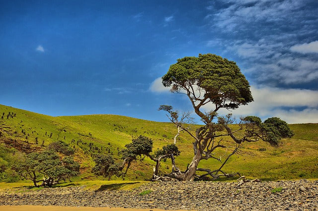 Africa