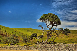 Africa