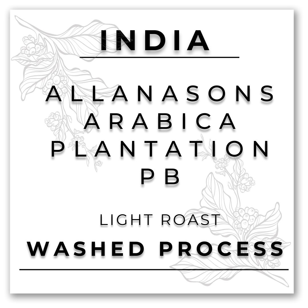 HILL TREE ROASTERY INDIA ALLANASONS ARABICA PLANTATION PEABERRY COFFEE