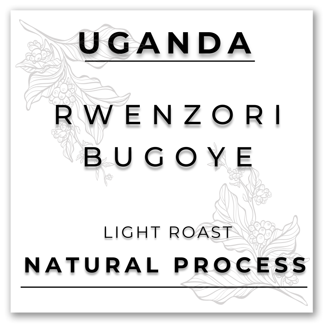 HILL TREE ROASTERY UGANDA RWENZORI BUGOYE NATURAL COFFEE